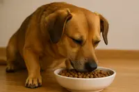 Imágen de Suelto Perro