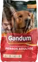 Foto de Gandum Perro Adulto